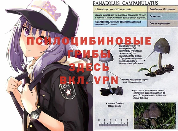 ПСИЛОЦИБИНОВЫЕ ГРИБЫ Белоозёрский